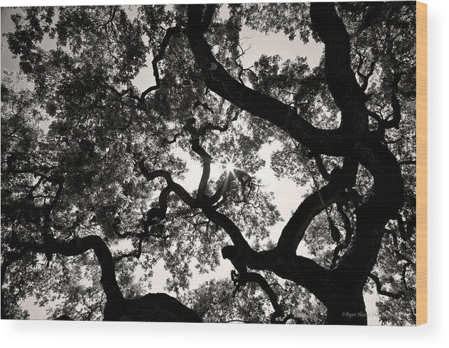 Oak Wood Print featuring the photograph 300 Year Old Maze by Ryan Huebel
