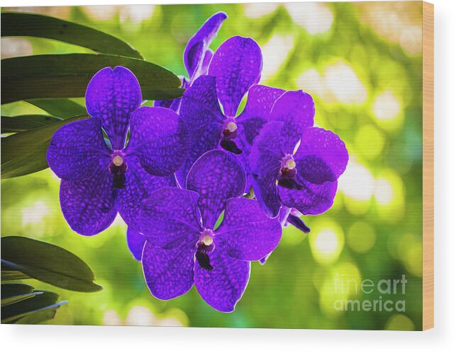 Background Wood Print featuring the photograph Purple Orchid Flowers #31 by Raul Rodriguez