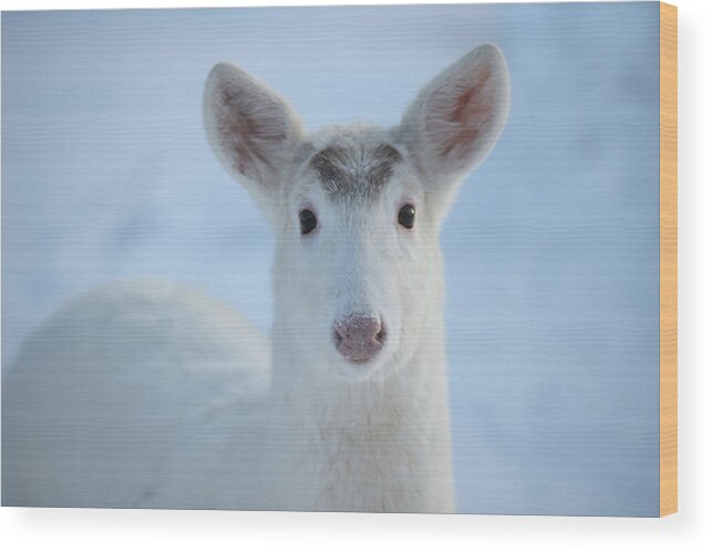 White Wood Print featuring the photograph White Deer #31 by Brook Burling