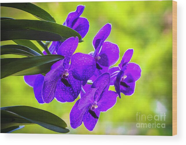 Background Wood Print featuring the photograph Purple Orchid Flowers #33 by Raul Rodriguez