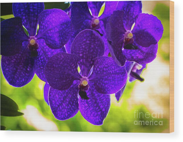 Background Wood Print featuring the photograph Purple Orchid Flowers #34 by Raul Rodriguez