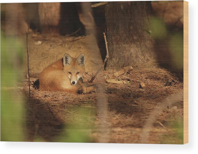 Fox Wood Print featuring the photograph Fox Kit #39 by Brook Burling