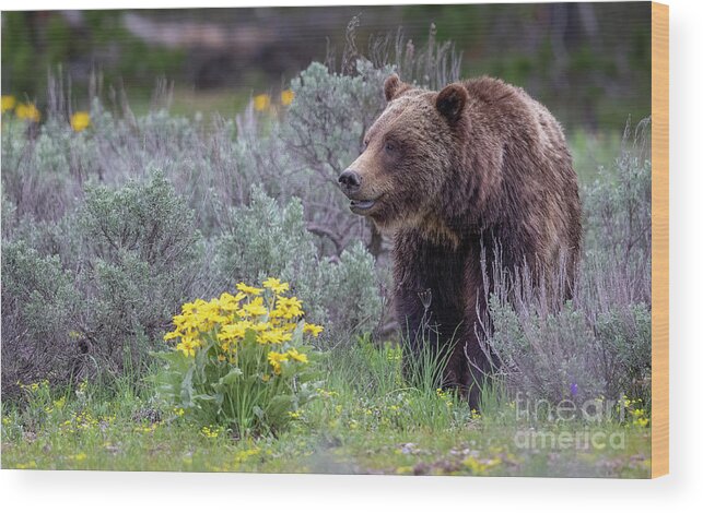 Grizzly 399 Tetons Wood Print featuring the photograph 399 by Rudy Viereckl