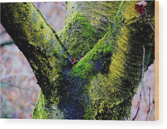 Trees Wood Print featuring the photograph Cavoretto, Torino Italy #4 by Marco Cattaruzzi