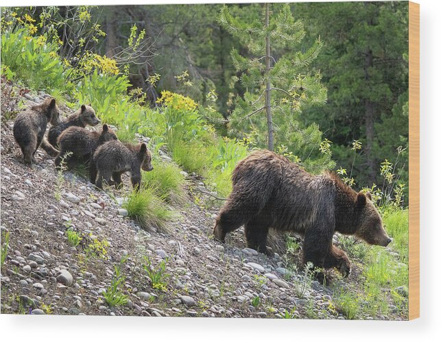 Bear Wood Print featuring the photograph 4 Cubs with Mama Grizzly Bear #399 by Wesley Aston