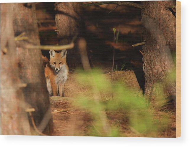 Red Fox Wood Print featuring the photograph Red Fox #5 by Brook Burling