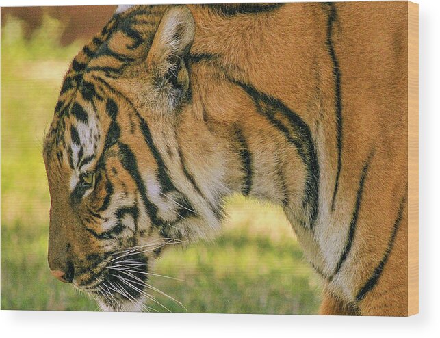 Bengal Tiger Wood Print featuring the photograph Royal Bengal Tiger #7 by Winston D Munnings