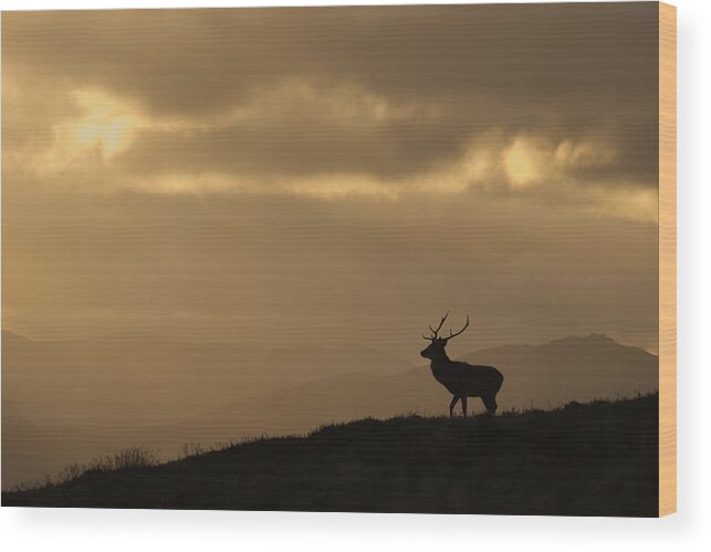 Stag Silhouette Wood Print featuring the photograph Strathglass Silhouette #4 by Gavin MacRae