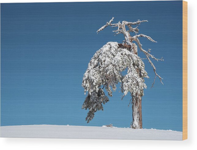 Single Tree Wood Print featuring the photograph Winter landscape in snowy mountains. frozen snowy lonely fir trees against blue sky. by Michalakis Ppalis