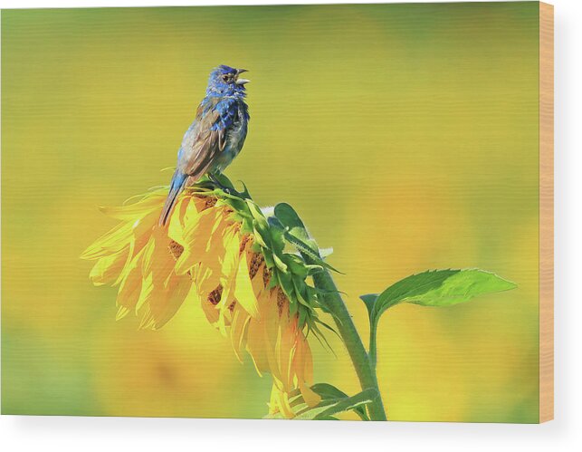 Indigo Bunting Wood Print featuring the photograph An Indigo Bunting Perched on a Sunflower #5 by Shixing Wen