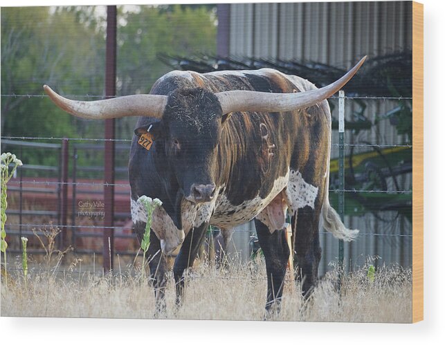 Longhorn Cow And Calf Print Wood Print featuring the photograph Texas longhorn bull #5 by Cathy Valle