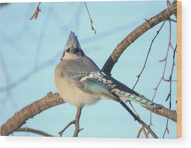 Bluejay Wood Print featuring the photograph Blue Jay #6 by Brook Burling