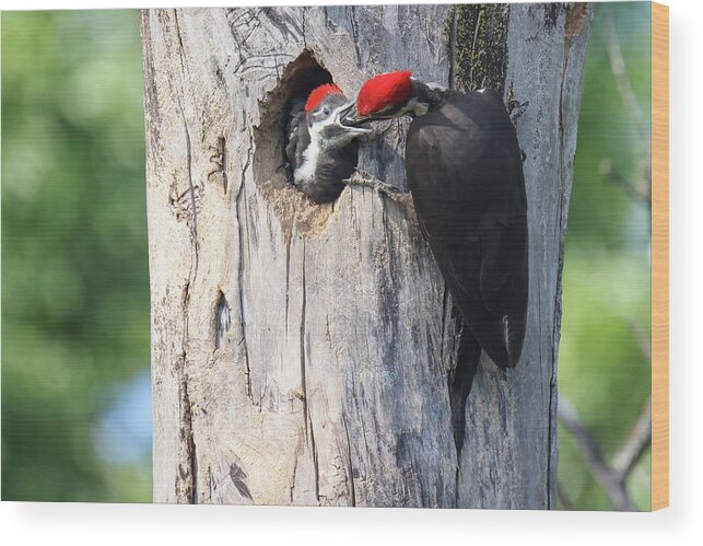 Pilieated Woodpecker Wood Print featuring the photograph Pileated Woodpecker Family #6 by Brook Burling