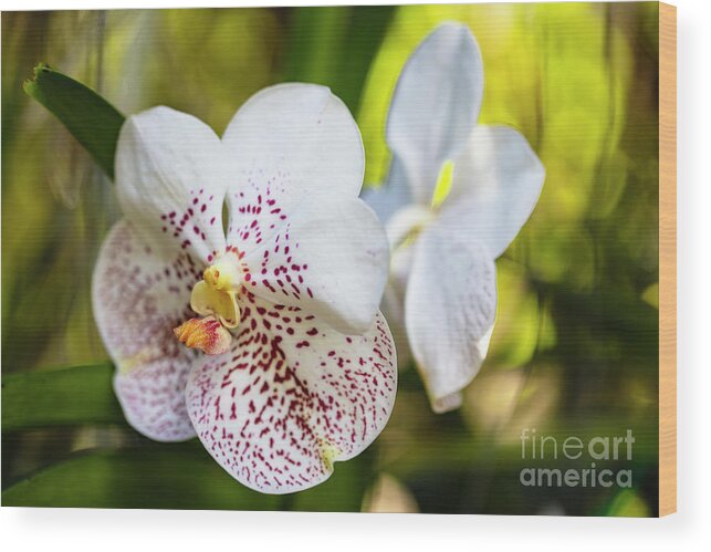 Background Wood Print featuring the photograph Spotted Orchid Flower #6 by Raul Rodriguez