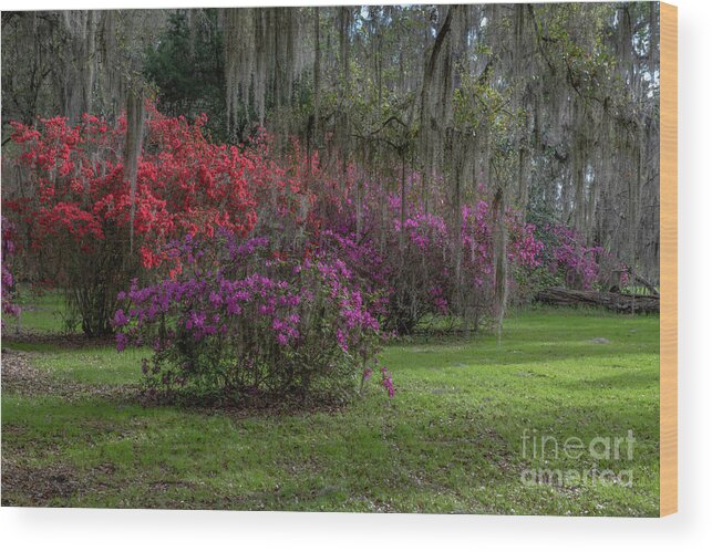Azaleas Wood Print featuring the photograph A Simpler Time - Magnolia Plantation and Gardens by Dale Powell