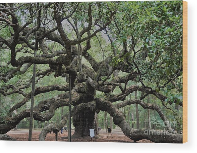 #fineartamerica #photography #images #prints #art #wallart #artist #artwork #homedecoration #framed #acrylic #homedecor #posters #coffeemug #canvasprints #fineartamericaartist #greetingcards #mug #homedecorating #phonecases #tapestries #gregweissphotographyart #grooverstudios Wood Print featuring the photograph Angel Oak #1 by Groover Studios