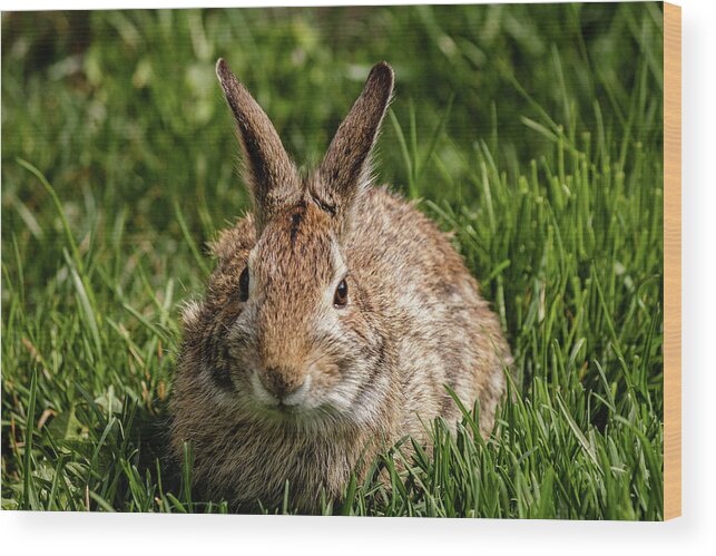 Cottontail Wood Print featuring the photograph Eastern Cottontail rabbit #8 by SAURAVphoto Online Store