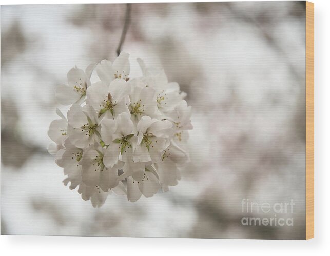 Cherry Blossoms Wood Print featuring the photograph A Ball of Blossoms by Amy Dundon