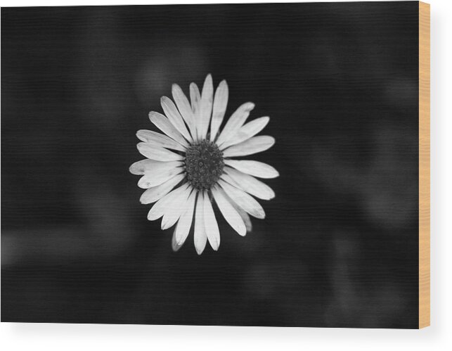 Bellis Perennis Wood Print featuring the photograph Black and white bloom of bellis perennis by Vaclav Sonnek