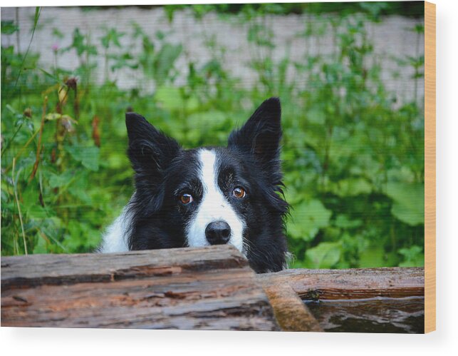 Dog Wood Print featuring the photograph A border collie is waiting for a task. by Bernhard Schaffer