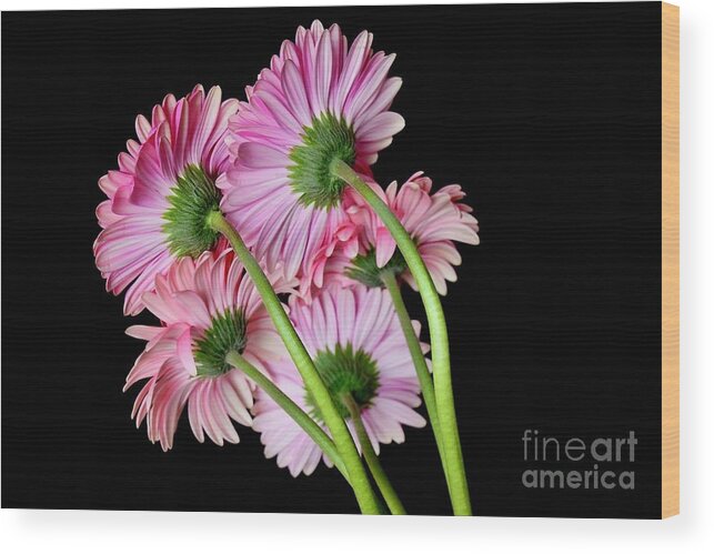 Art Wood Print featuring the photograph A Bunch Of Gerbera Daisies by Jeannie Rhode