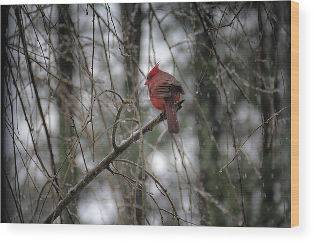 Bird Wood Print featuring the photograph A Cardinal in Winter by Laura Roberts