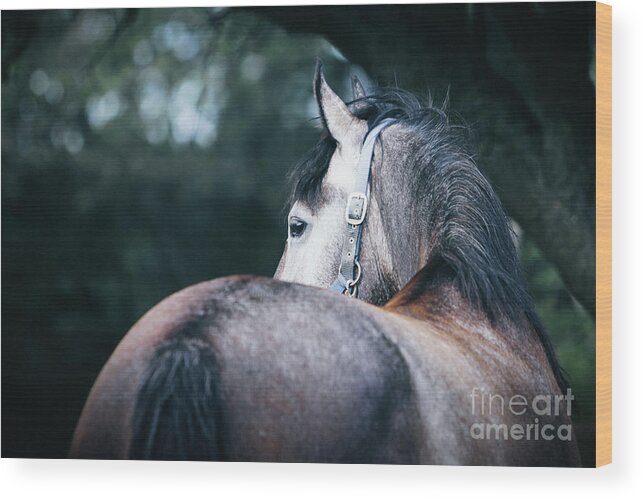Horse Wood Print featuring the photograph A close-up portrait of horse profile in nature by Dimitar Hristov