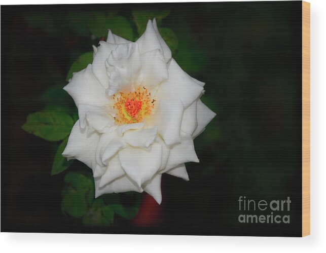 2163e Wood Print featuring the photograph A Different White Rose by Al Bourassa