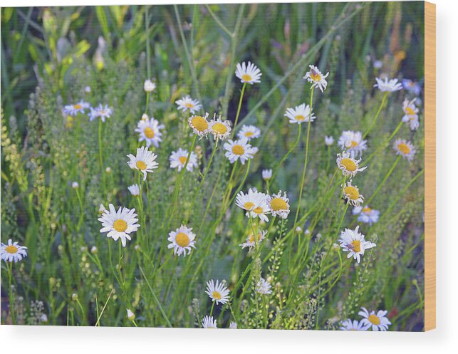 Flower Wood Print featuring the photograph A Family Of Daisies by Eric Forster