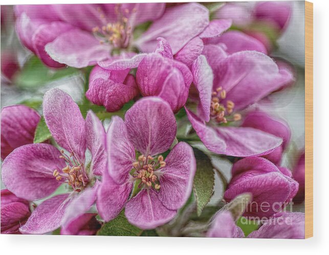 Crab-apple Wood Print featuring the photograph A Gathering Of Pink by Pamela Dunn-Parrish