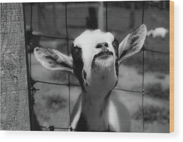 Goat Wood Print featuring the photograph A Goat's Smile by Demetrai Johnson