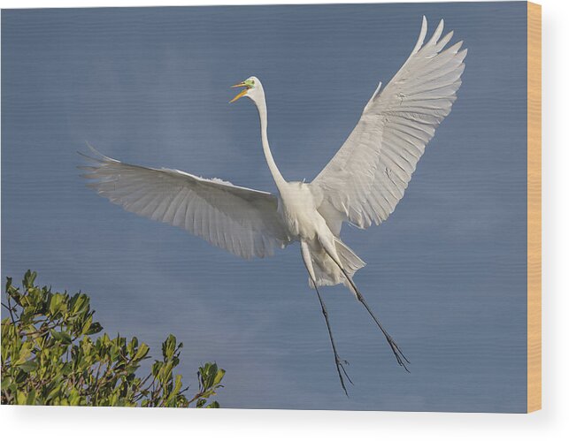 Egret Wood Print featuring the photograph A Great Egret by Susan Candelario