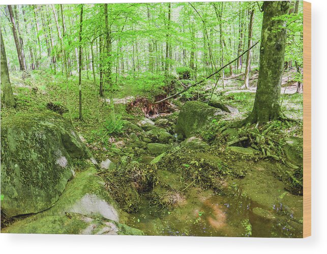 Piedmont National Wildlife Refuge Wood Print featuring the photograph A Green Forest Interlude by Ed Williams