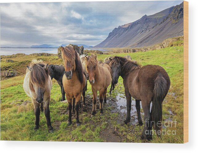 Horse Wood Print featuring the photograph A group of Icelandic horses in a rural setting with sea and moun by Jane Rix