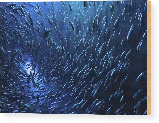Wonders Of Wildlife Wood Print featuring the photograph A Herring Ballet by Gregory Ballos