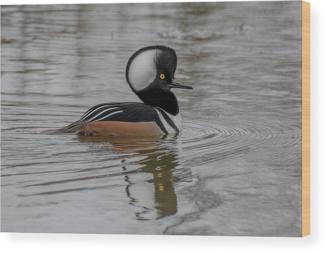 Hooded Merganser Wood Print featuring the photograph A Hoodie by Jerry Cahill