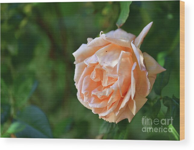 Rose Wood Print featuring the photograph A Huge Rose by Amazing Action Photo Video