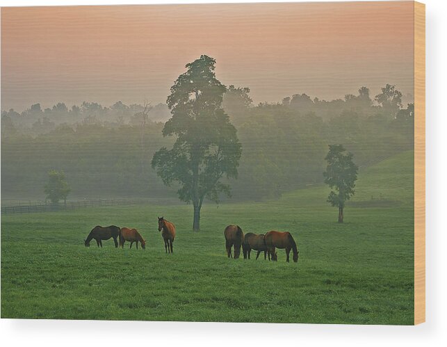 Horses Wood Print featuring the photograph A Kentucky morning. by Ulrich Burkhalter