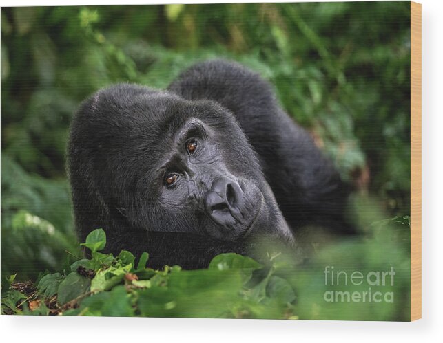 Mountain Gorilla Wood Print featuring the photograph A large silverback mountain gorilla, gorilla beringei beringei, lies in the undergrowth of the Bwindi Impenetrable forest, Uganda. by Jane Rix
