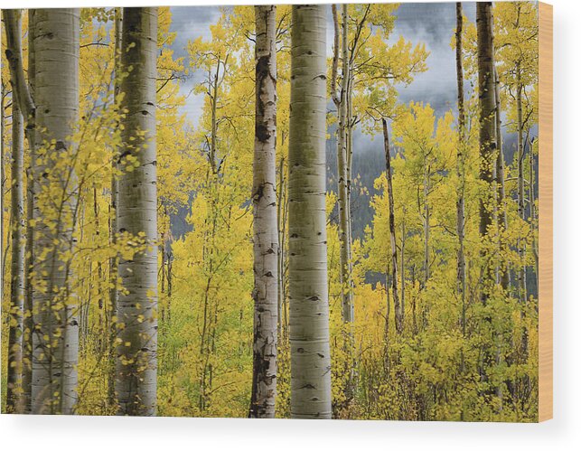 2016 Wood Print featuring the photograph A Little Touch of Fall by Tim Stanley