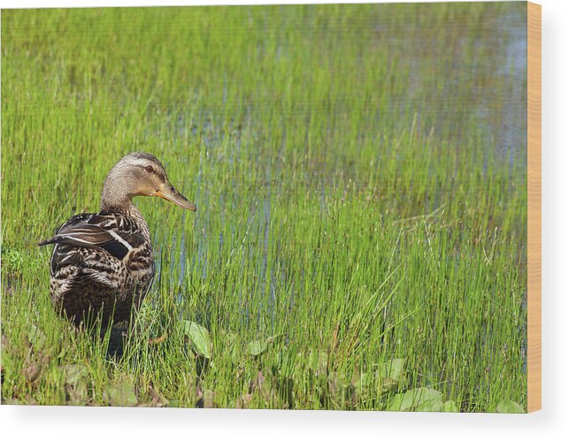 Spring Duck Wood Print featuring the photograph A Lone Mallard by Karol Livote