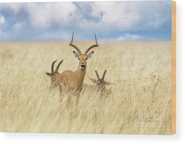 Impala Wood Print featuring the photograph A male impala, aepyceros melampus, and two topi, damaliscus luna by Jane Rix