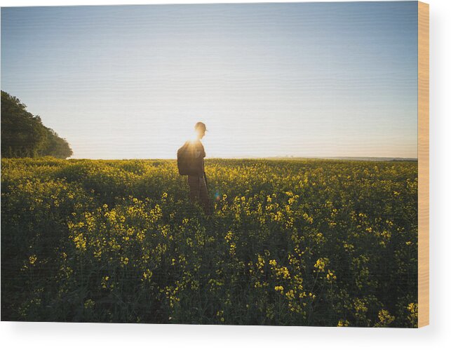 Tranquility Wood Print featuring the photograph A Man Hiking Through Canola Fields at Dawn by Photo by Joel Sharpe