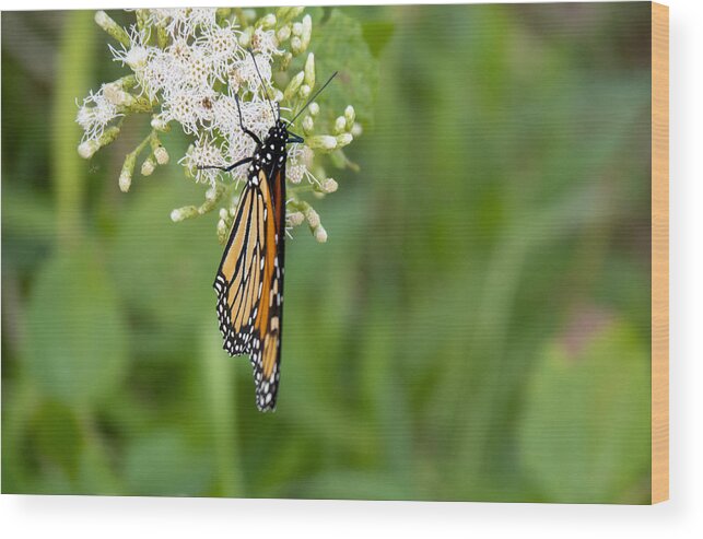 Butterfly Wood Print featuring the photograph A Monarch Butterfly at the Circle B Bar Preserve in Florida by L Bosco