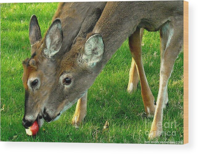 Deer Wood Print featuring the photograph A Mother's Love by Tami Quigley