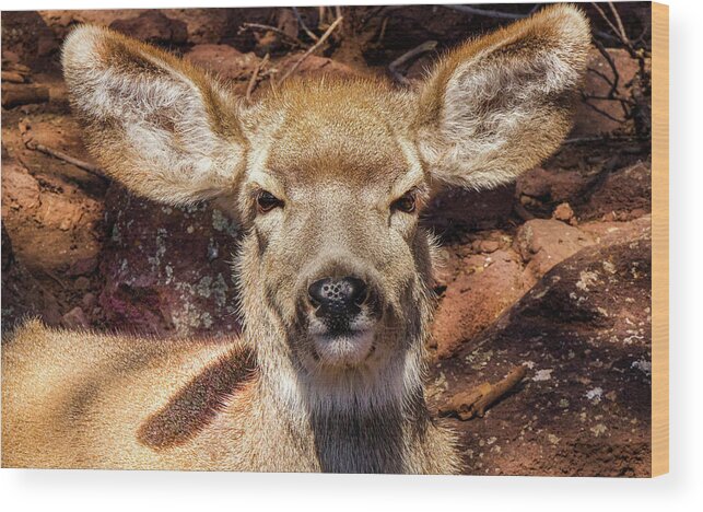 Deer Wood Print featuring the photograph A Mule Deer by Laura Putman