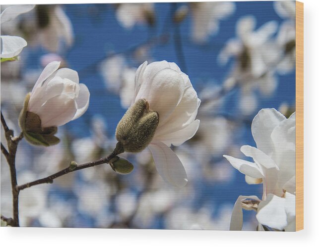 Magnolia Wood Print featuring the photograph A New Bloom Under Blue Skies by Rose Guinther