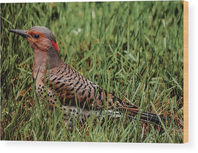 Northern Flicker Wood Print featuring the photograph A Northern Flicker by Rich Kovach