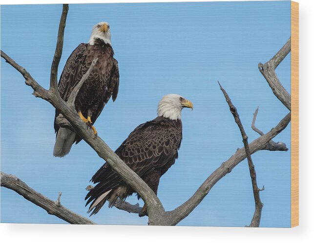 Bald Eagle Wood Print featuring the photograph A Pair of Bald Eagles in a Snag by Bradford Martin