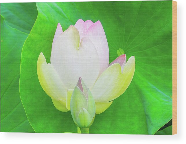 Plants Wood Print featuring the photograph A Pair of Lilies in Front of a Lily Pad by Auden Johnson
